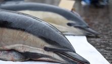 Mortes de golfinhos na França bate recorde e ameaça sobrevivência da espécie