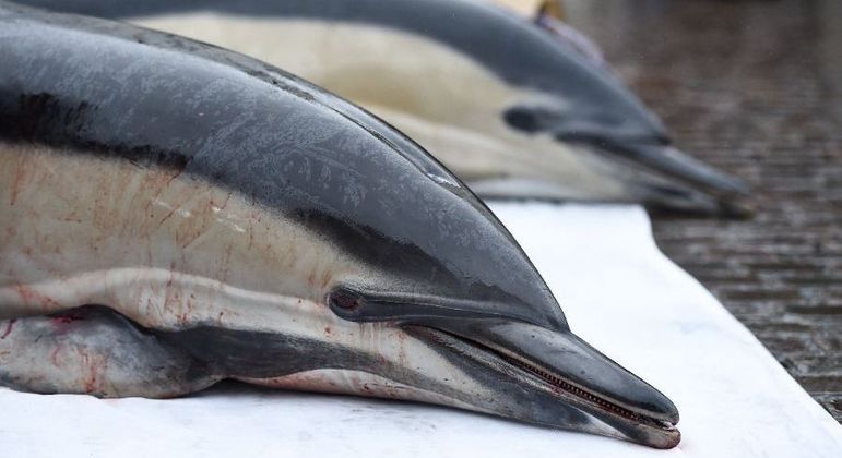 Golfinhos mortos são usados em protesto em Nantes, na França, na sexta-feira (24)