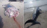 Diversos golfinhos têm sido descobertos decapitados e mutilados ao longo da costa de Almería, na Espanha