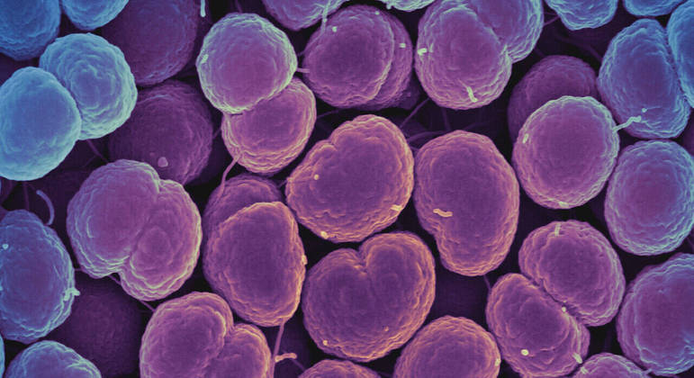 Bactéria N. gonorrhoeae está se tornando resistente aos antibióticos normalmente usados
