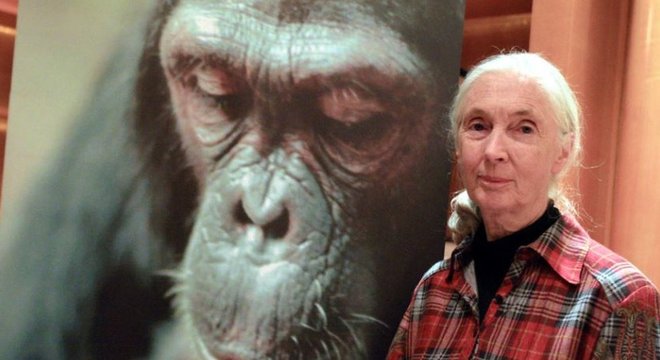 Goodall conseguiu resgatar centenas de chimpanzés usados na pesquisa médica