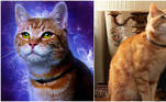 Goose, o gato alienígena de As Marvels