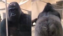Vídeo: gorila faz entrada triunfal, posa de costas e surpreende visitantes em zoológico 