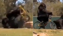 'Gorila' revoltado com bicicleta confunde internautas. Entenda! 
