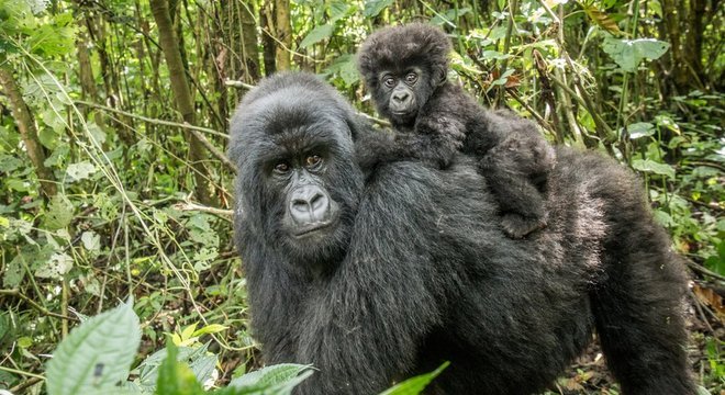 Gorilas são ameaçados por caçadores no Congo