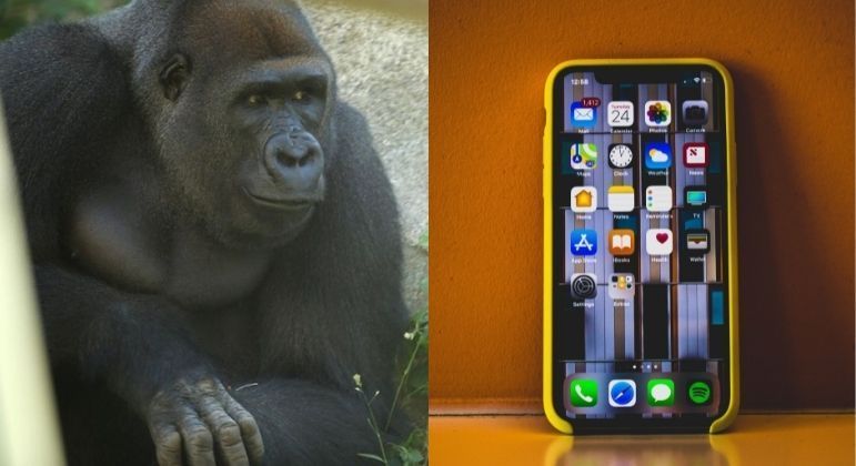 Gorila gosta de ver as telas dos celulares dos visitantes do zoológico em que vive