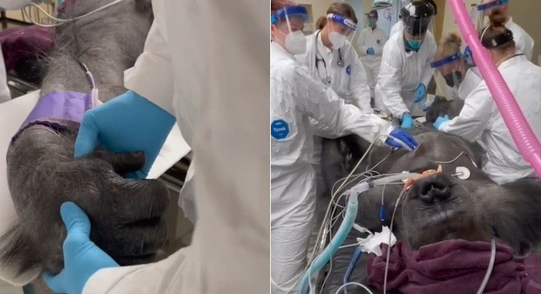 Gorila Koga realiza exames de rotina no zoológico de Buffalo, em NY (EUA)