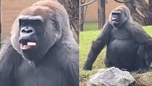 Gorila ousada abana a língua para visitante cordial em zoológico