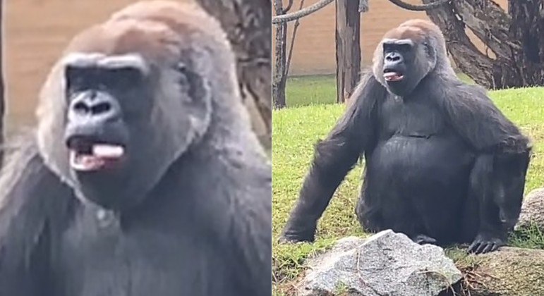 Gorila sem o menor pudor abanou a língua para mãe que visitava zoológico na Austrália