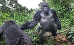 O ano era 2015 e Christophe Courteau visitava o grupo de gorilas Kwitonda, moradores do Parque Nacional dos Vulcões, em Ruanda