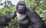 Um fotógrafo descobriu de forma assustadora como é ser vítima de agressão de um gorila imenso. Como ele era um ótimo fotógrafo, registrou todo o momento assustador com as lentes da câmera