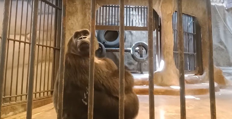A denúncia foi feita pela organização Peta, que milita pelos direitos dos animais, e chama o zoológico, localizado dentro de um shopping, de um 
