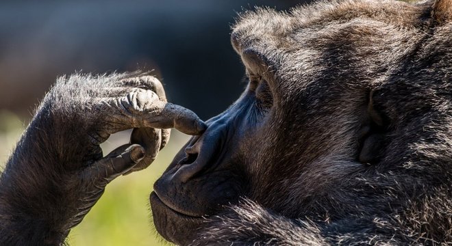  Humanos e alguns primatas não conseguem se conter 
