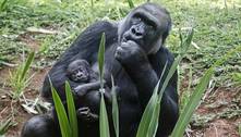 Filhote nasce e amplia família de gorilas no Zoológico de BH
