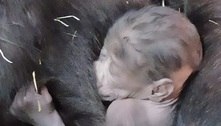 Filhote de gorila morre no zoológico de BH em brincadeira com a irmã 