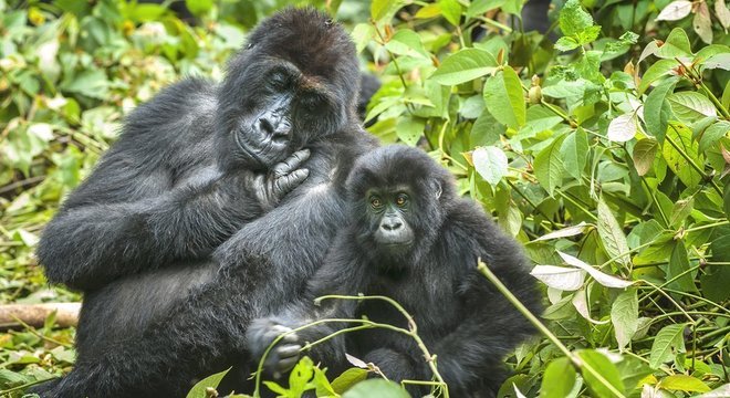 Gorilas nas montanhas do Congo enfrentam a ameaça da caça ilegal