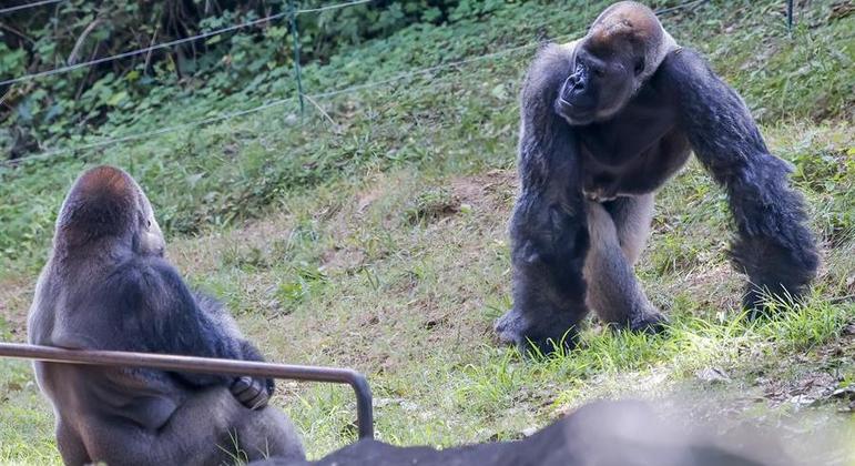 Gorilas do zoológico de Atlanta, nos EUA, foram infectados com o Sars-CoV-2 em novembro de 2021
