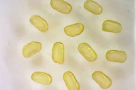 ela primeira vez, uma equipe de cientistas conseguiu manter o campo magnético de um líquido mesmo depois que o estímulo foi removido