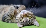 Segundo a dona da conta, Jagger é um dos cinco gatos dela e o único que 'não é leal', segundo elaNa China, imagens de um gato que parece estar sempre triste comoveram a web. Felizmente, a verdade não era tão pra baixo assim. Veja a seguir!