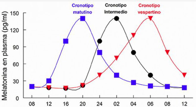 Gráfico mostra a melatonina liberada em nosso corpo em função da hora do dia e como isso determina os diferentes cronotipos