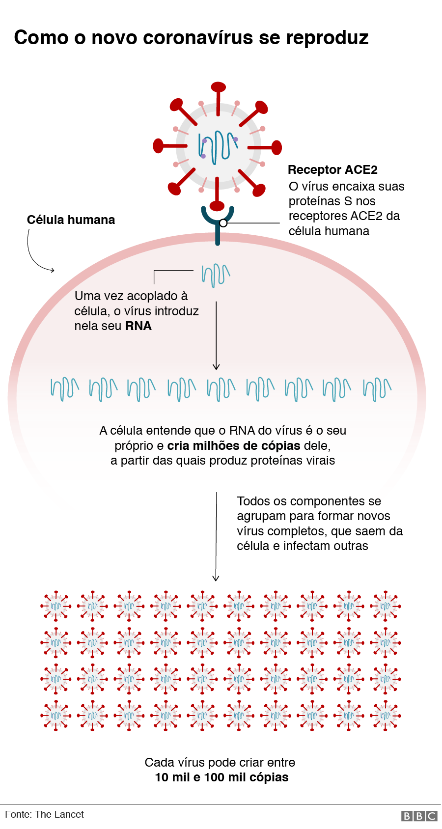 Gráfico mostra o que coronavírus faz no seu corpo