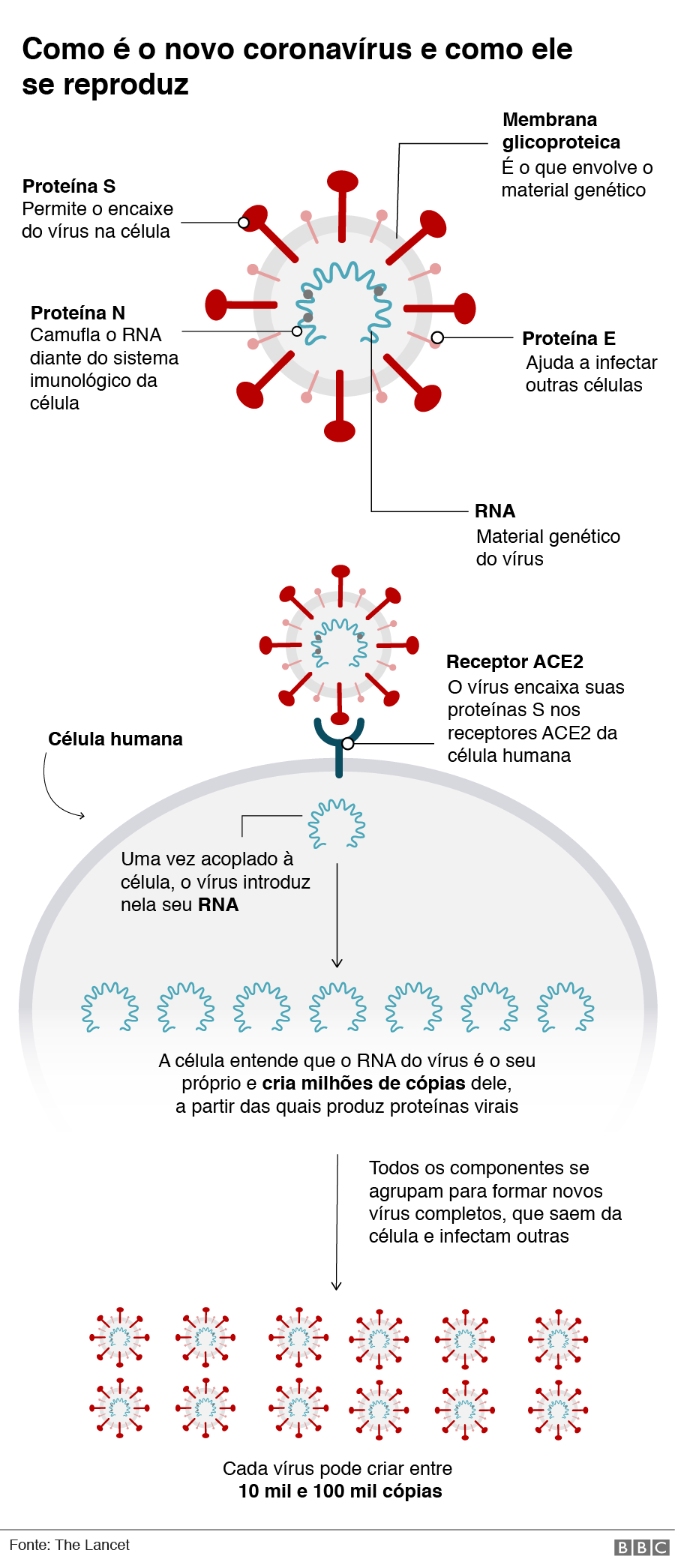 Gráfico mostra o que coronavírus faz no seu corpo