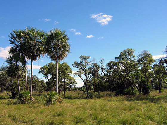 Gran Chaco - Vasta planície de floresta que abrange trechos de 4 países: Paraguai, Bolívia, Argentina e Brasil. Tem 1,2 milhão de km², com climas que variam de pampas e semiárido. As temperaturas oscilam entre -7ºC e 47ºC. 
