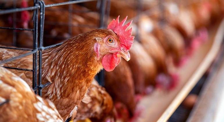 Trabalhadores contraíram a cepa H5N1 da gripe aviária