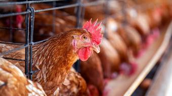 Nuevos casos de gripe aviar en humanos después de un año ponen en alerta a Europa – Noticias