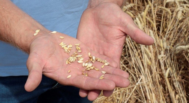 Rússia é acusada pelo Ocidente de causar fome no mundo por travar exportação de grãos