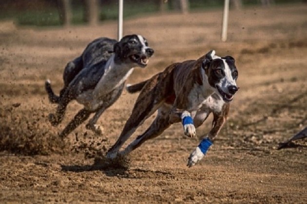 Greyhound- Também conhecido como Galguinho italiano, vive em média de 12 a 15 anos. Esses cachorros são magros, atléticos e velozes, e já habitavam o Egito Antigo, embora oficialmente sejam da Itália. Podem atingir 70 km/h, sendo considerados a raça mais veloz.