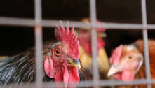México detecta cepa grave de gripe aviária em fazenda perto de fronteira com os EUA 