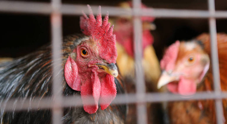 México detecta cepa grave da gripe aviária em fazendo próxima aos EUA