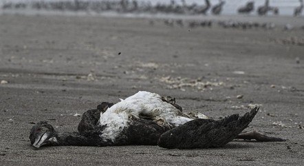  Ministério da Agricultura decretou emergência zoosanitária