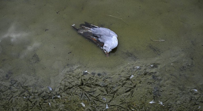 Peru declarou alerta sanitário por 180 dias após casos de gripe aviária