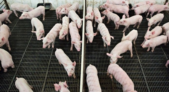 Mais 21 porcos foram infectados pela doença na China