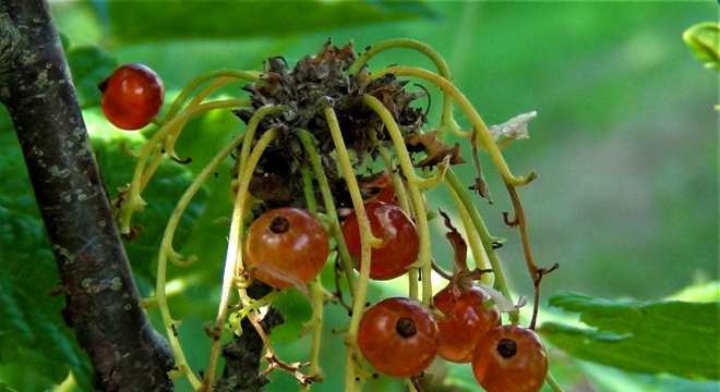 Groselha - origem da fruta e benefícios que oferece à saúde