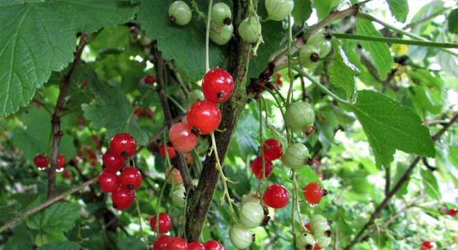 Groselha - origem da fruta e benefícios que oferece à saúde