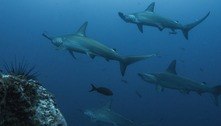 Mistério: fêmeas de tubarões-martelo se reúnem na época de lua cheia e ninguém sabe o motivo