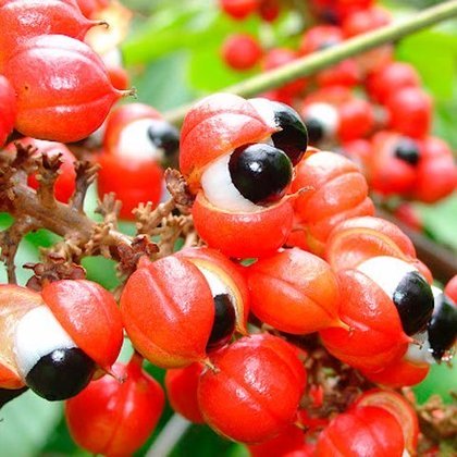 Guaraná: originário da nossa Amazônia, pode ser encontrado também no Peru, Colômbia e Venezuela. O pó de guaraná ajuda a estimular  o metabolismo por ser farto em cafeína e antioxidantes.