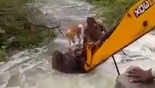 Guarda voluntário resgata cachorro à beira de riacho turbulento