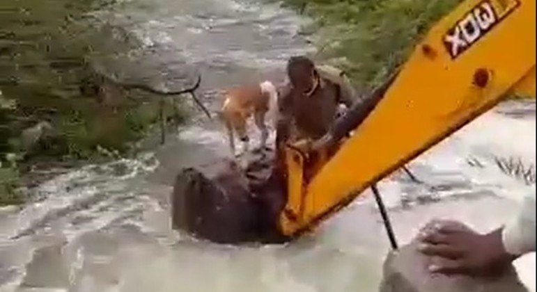 Guarda voluntário da polícia indiana resgatou cachorro à beira de riacho turbulento