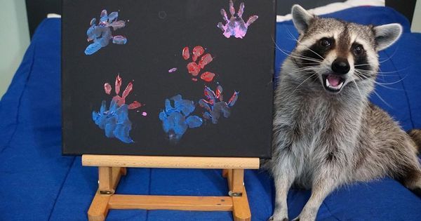 Guaxinins adotados viram artistas e lucram até R$ 800 por quadro ...