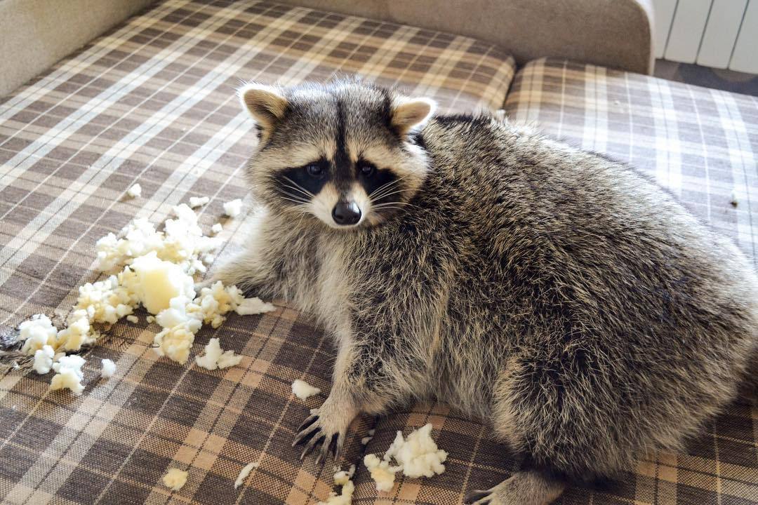 Conheca Tema O Guaxinim Gordo Que E O Rei Do Instagram Fotos R7 Hora 7