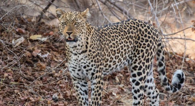 Guepardo- Características do animal terrestre mais veloz