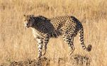 Guepardo (Acinonyx jubatus)Lucas diz, em tom de brincadeira, que o guepardo seria o 'The
Flash da natureza'. Ele explica que, em apenas 3 segundos, este animal ultrapassa os 100 Km/h e pode ir até 130 Km/h