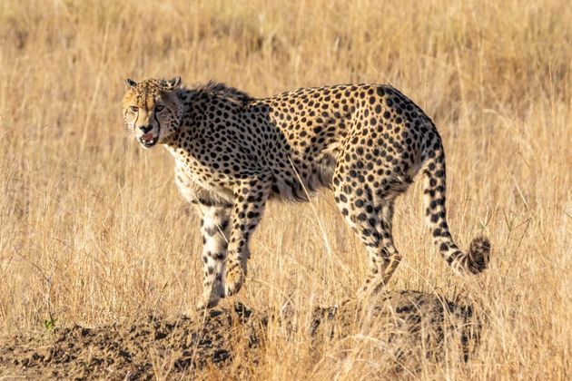 Guepardo (Acinonyx jubatus)Lucas brinca que o guepardo seria o 