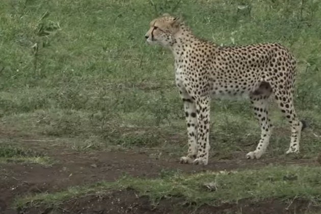 O registro também flagrou a mãe do guepardo recém-predado, que só pôde assistir ao desenrolar dos acontecimentosLeia mais! Alívio! Paciente tem moeda soviética removida do nariz após 53 anos