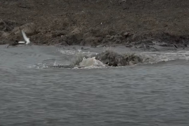 'Aquele crocodilo estava preparado para uma emboscada', explicou