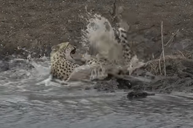 'Infelizmente, perdemos um dos machos jovens', disse o guia Busani Mtshali, em vídeo compartilhado no canal de YouTube do parqueVale o clique: Abelhas 'sequestram' aviões e promovem o caos em aeroporto